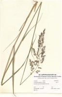 藏品(拂子茅)的圖片